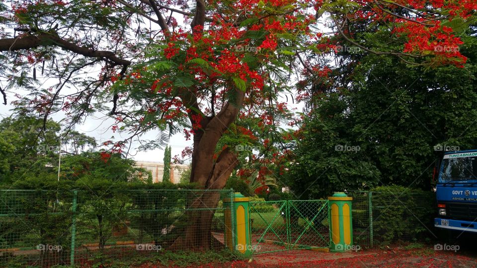 tree and leaves and branches in a garden