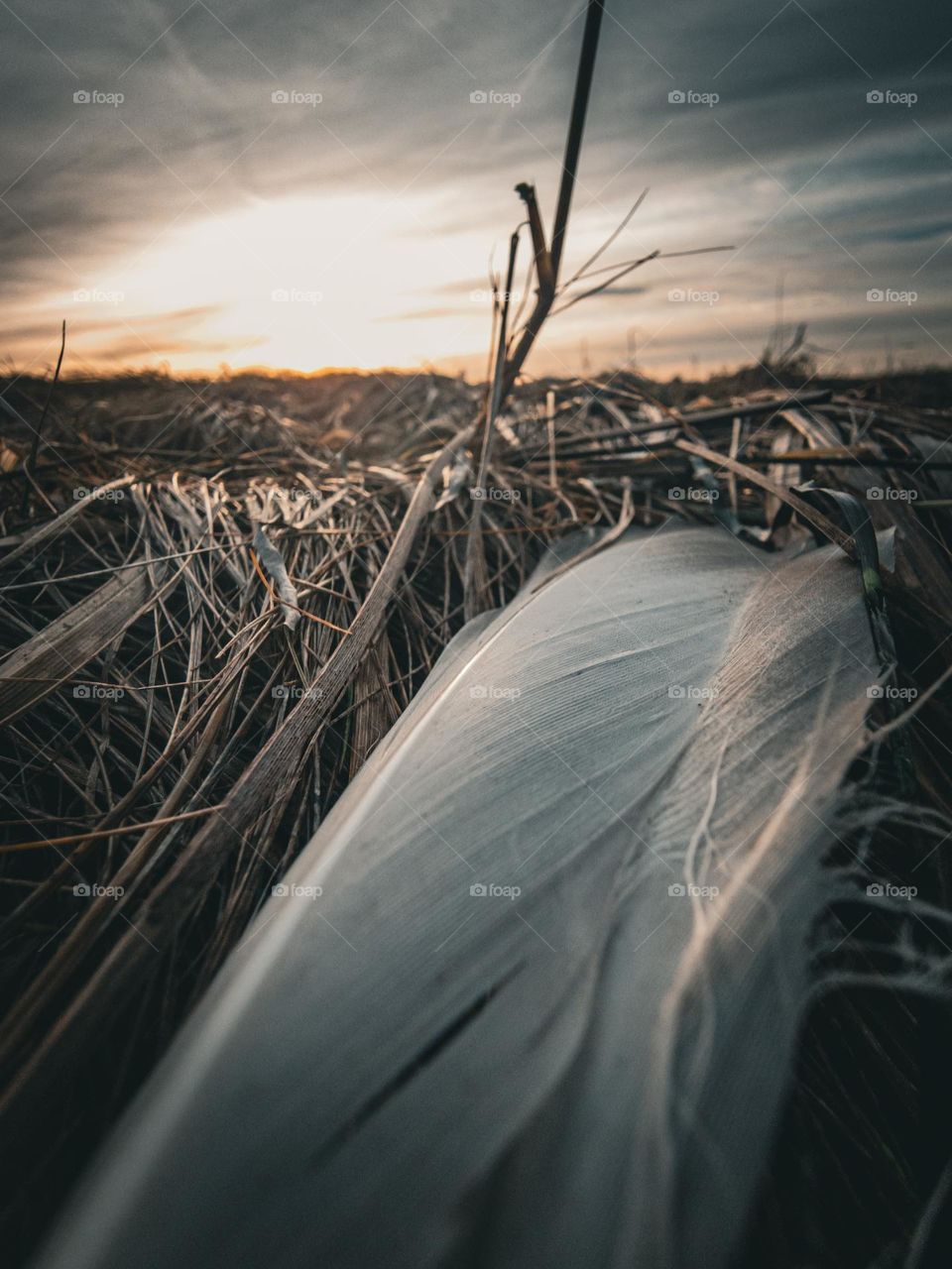 bird feather