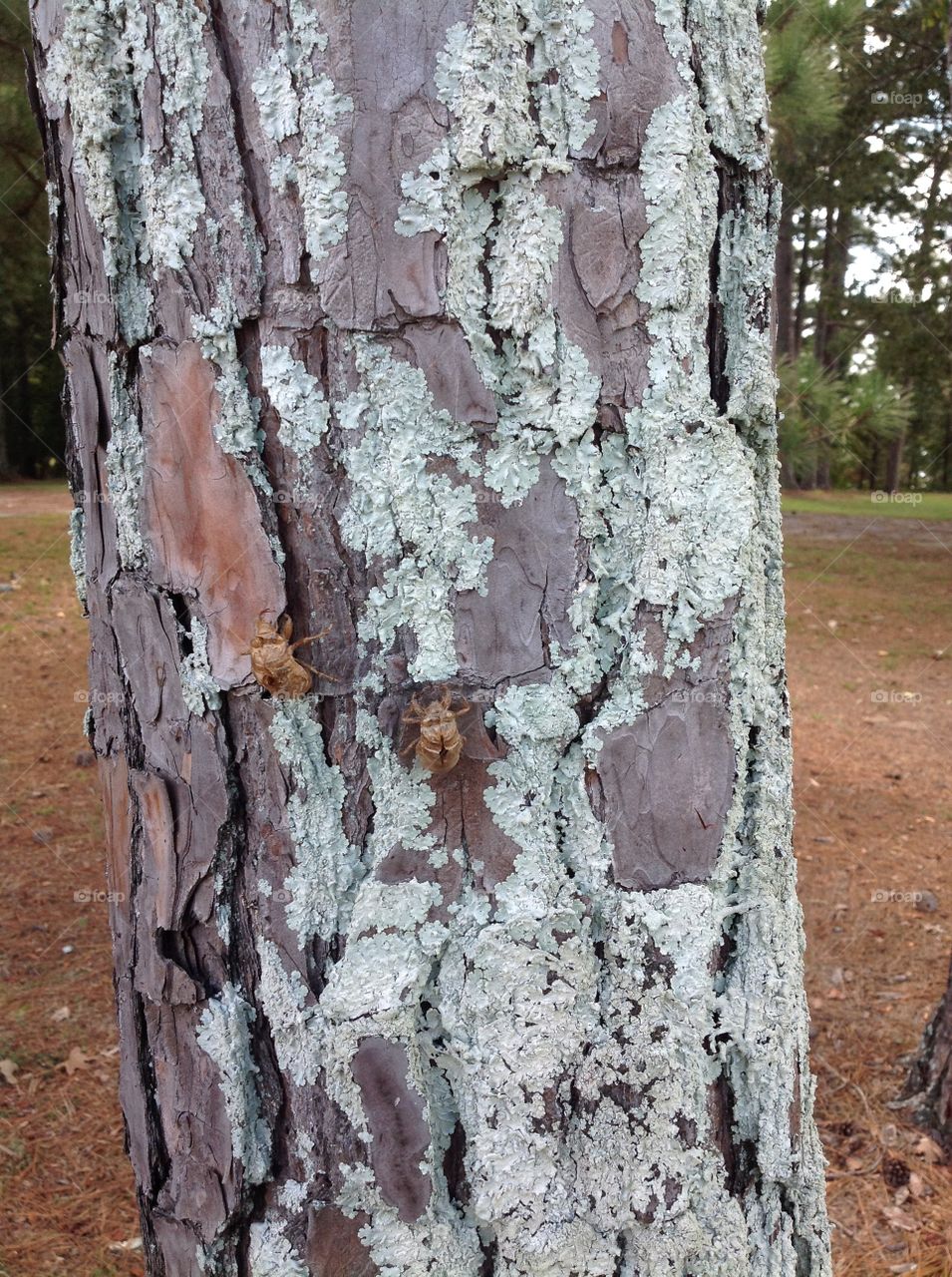 Cicada shells on Loblolly Pine Tree