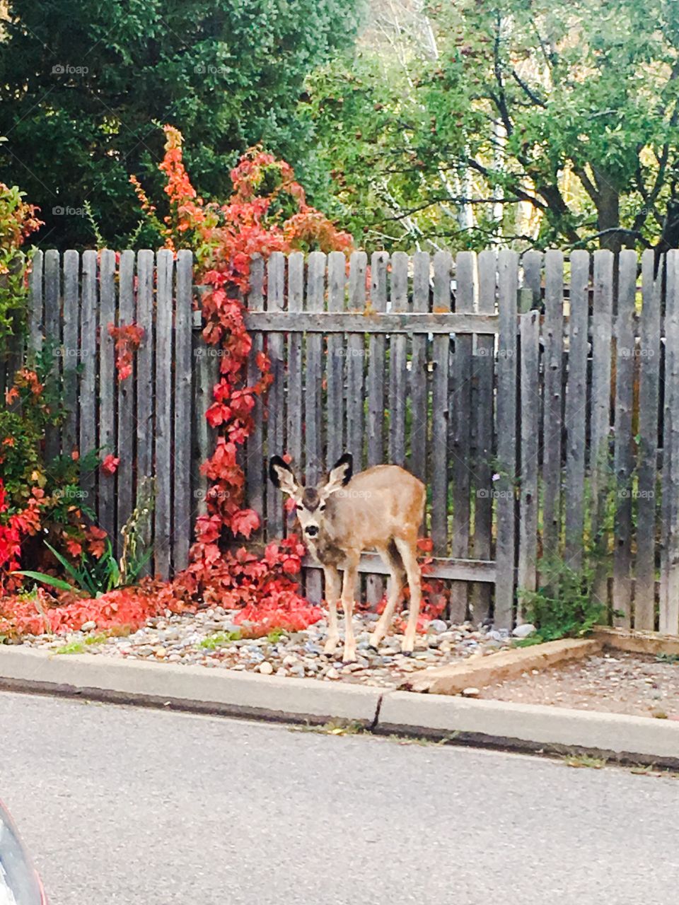 Autumn deer