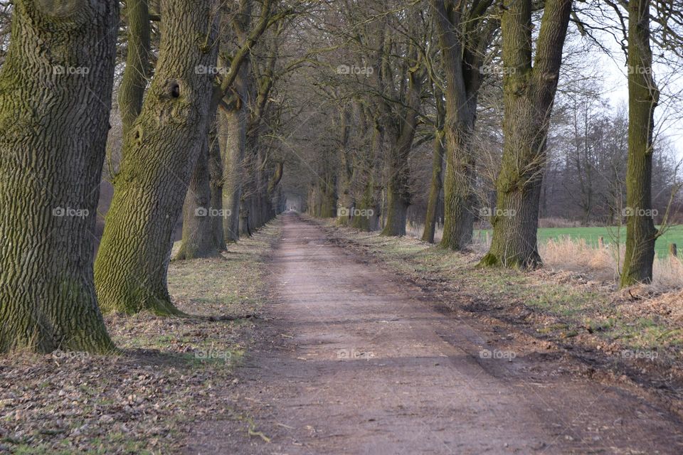 Eichenallee am Süd - Nord - Kanal
