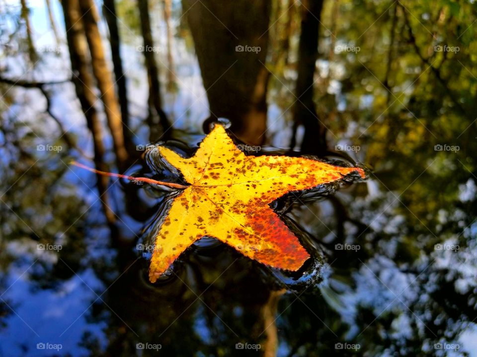 fall in the swamp