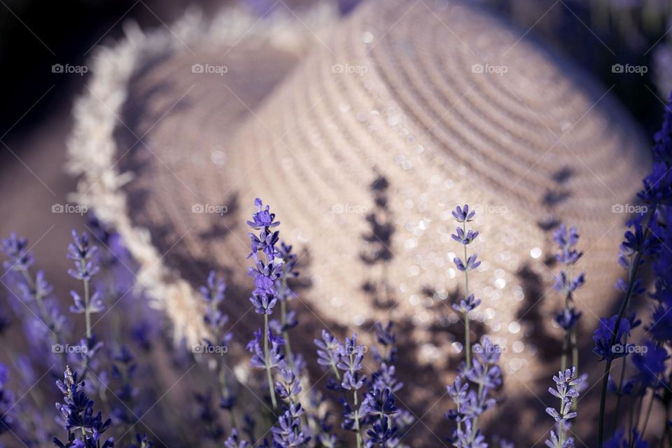 Summer, lavender field, traveler's hat.