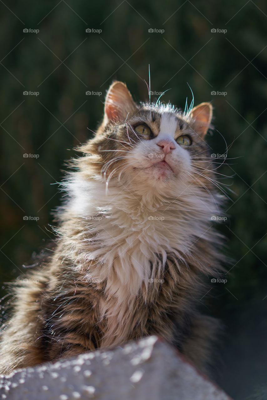 Close-up of cat looking away