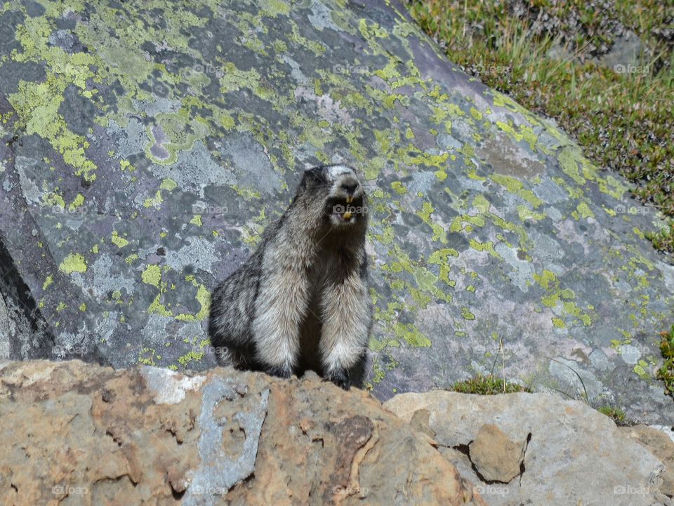 Marmot