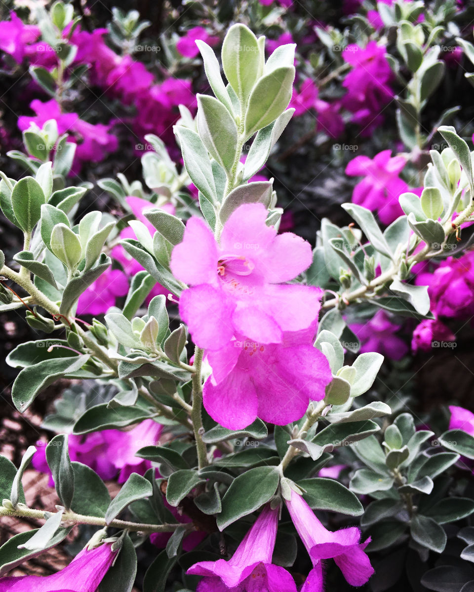 A natureza e suas flores tão ricas em beleza e detalhes...
📸
#FOTOGRAFIAéNOSSOhobby
#paisagem #nature #inspiration #flowers #photooftheday