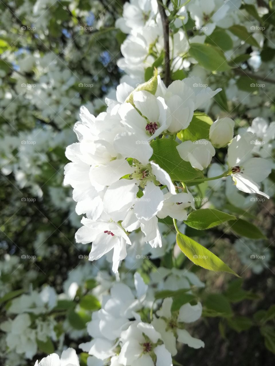 Apple tree in bloom
