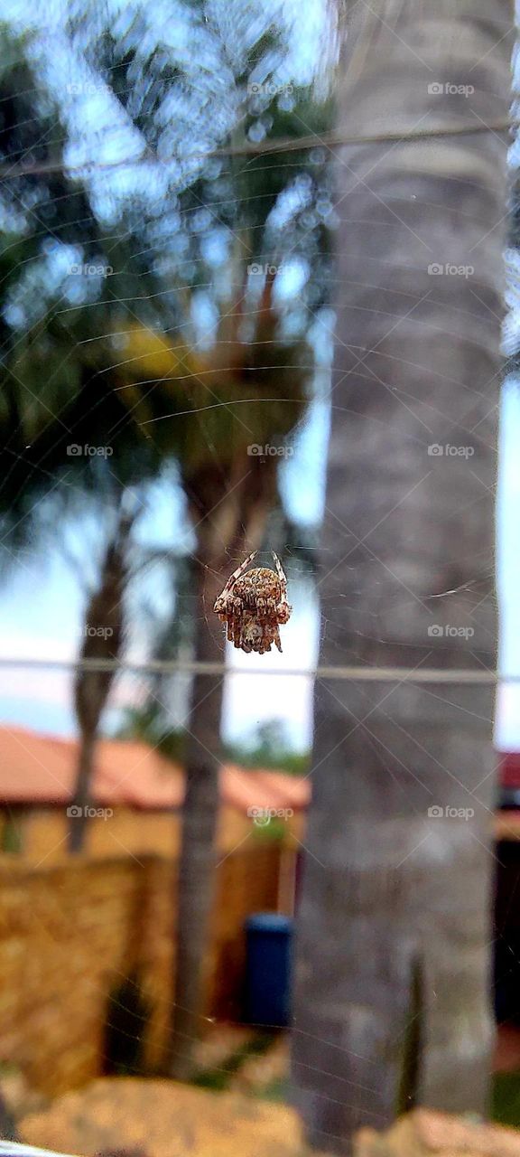 The tiniest spider curled up its web hanging between two electric fence lines