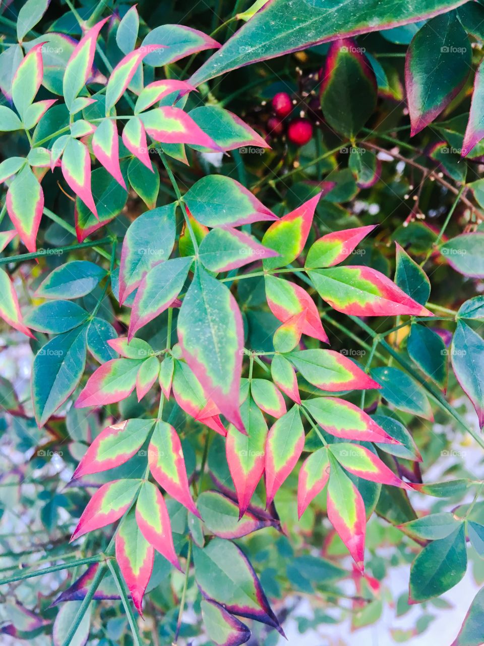 Fall leaves