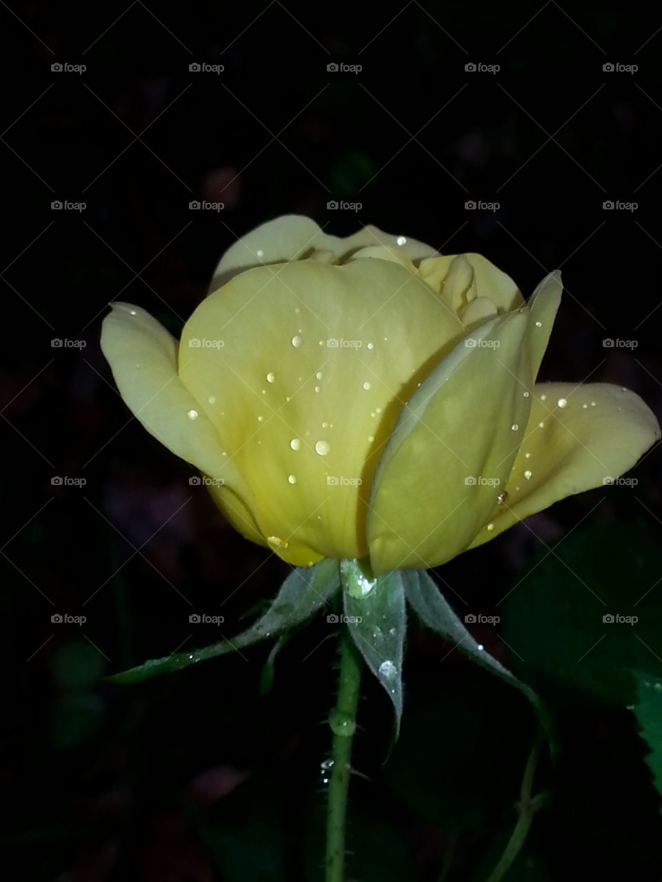 Can't wait to see how beautiful this rose will become.