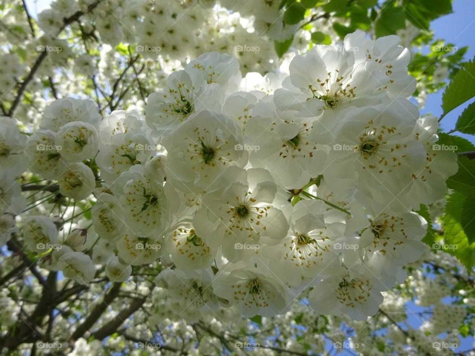 white cherry blossom with sunshine and blue sky on a spring day
