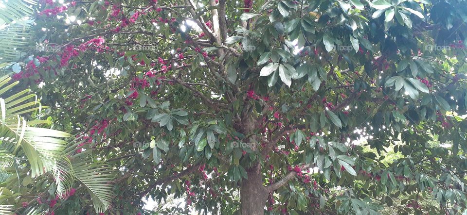 Jardim Botânico de Santos