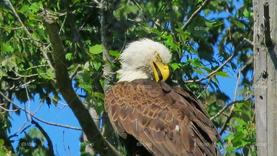Bald Eagle high in the tree