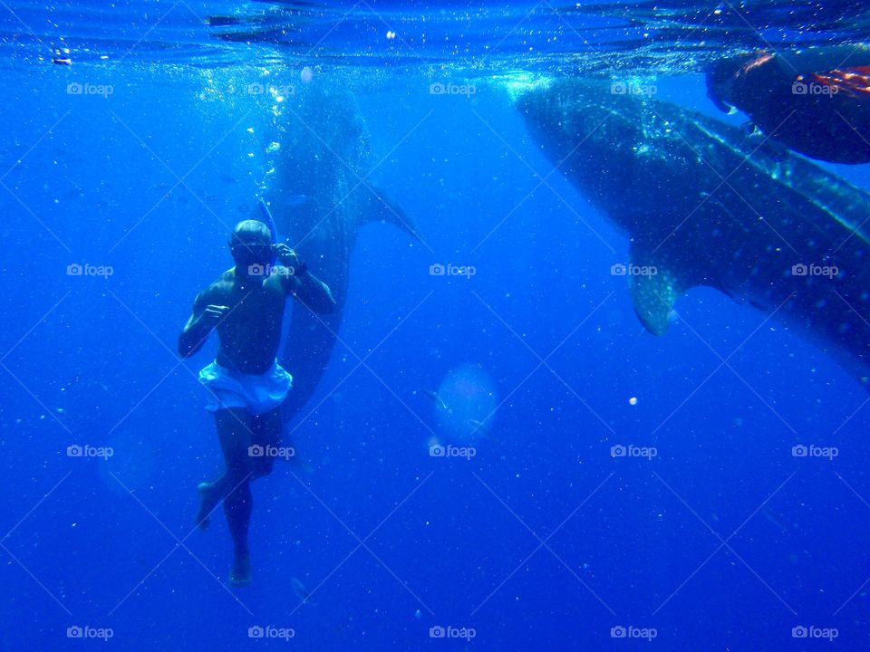 shark and diver in the water. Philippins