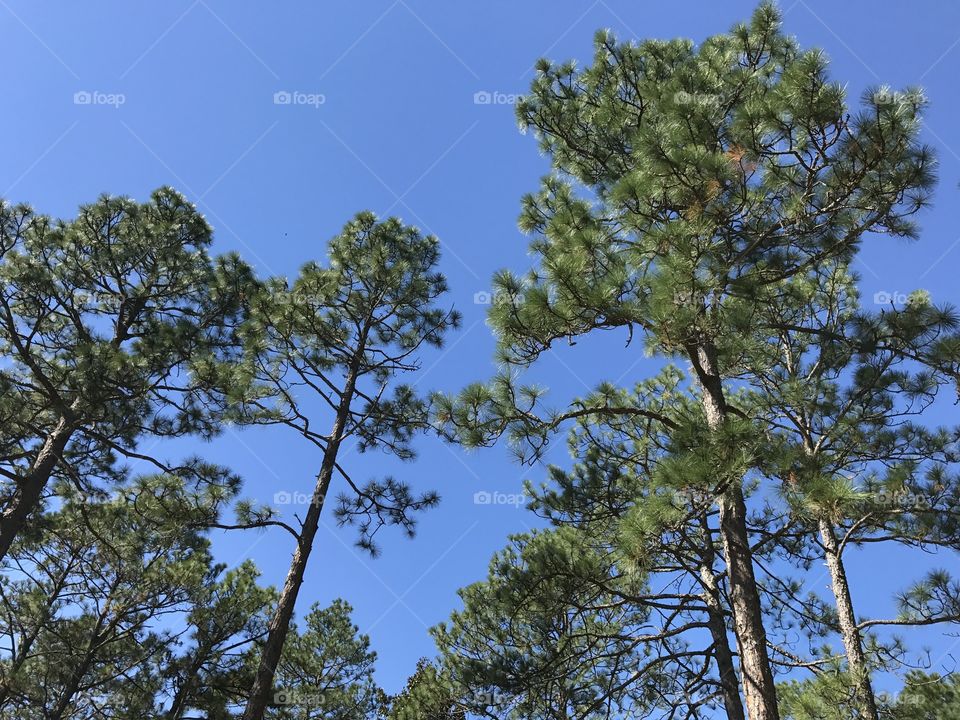 Tree, Nature, Wood, Conifer, Pine