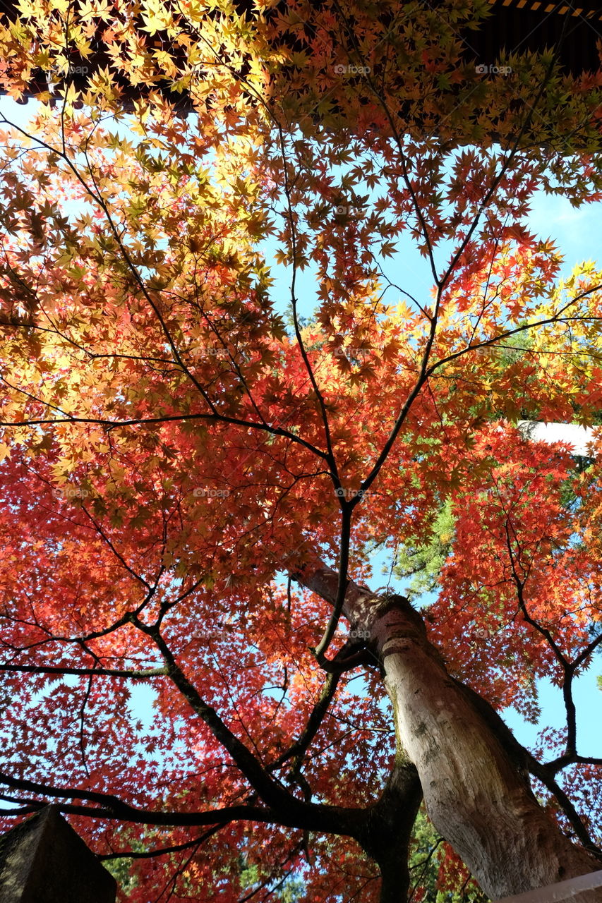 Winter in Japan