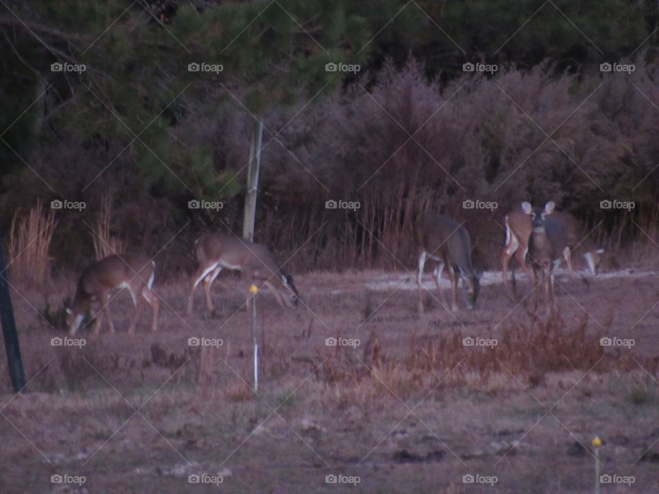 Mammal, Antelope, Deer, Wildlife, No Person