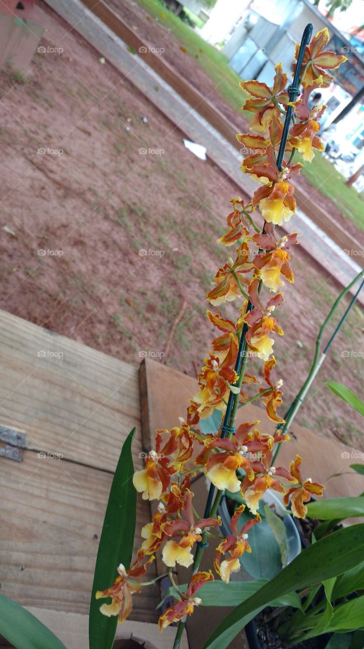 Orquídea
