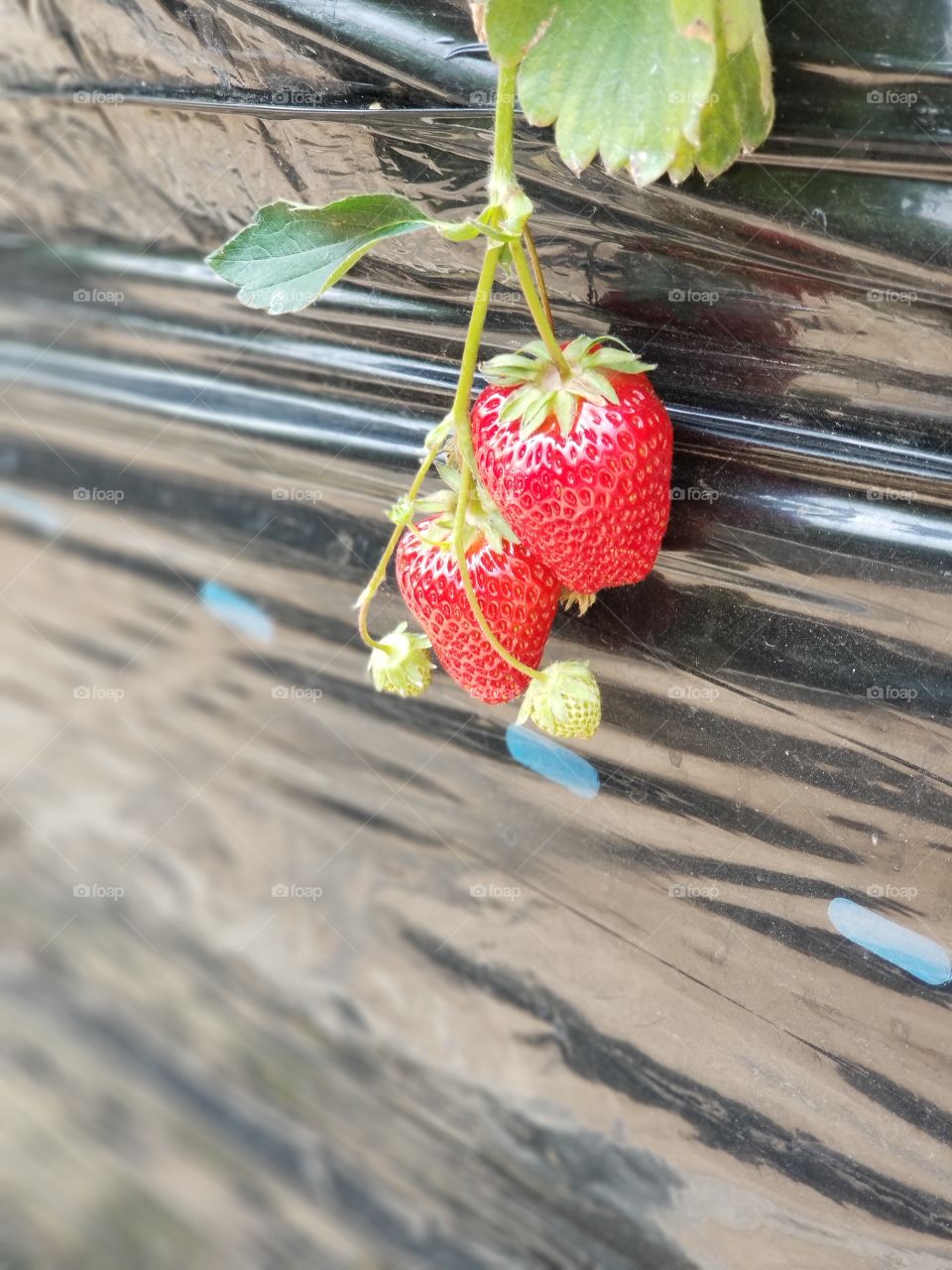 delicious looking strawberry