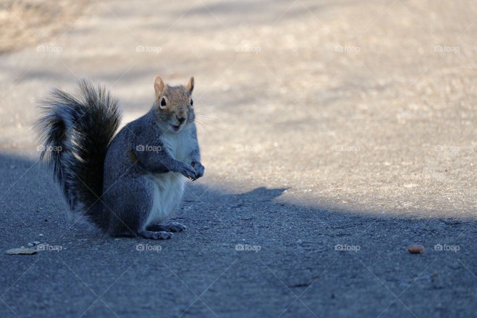 Smiling squirrel