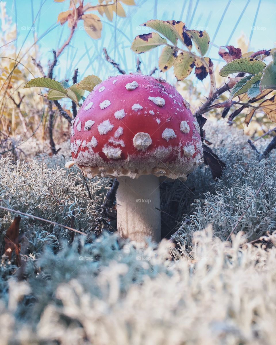 Fairytale mushroom

