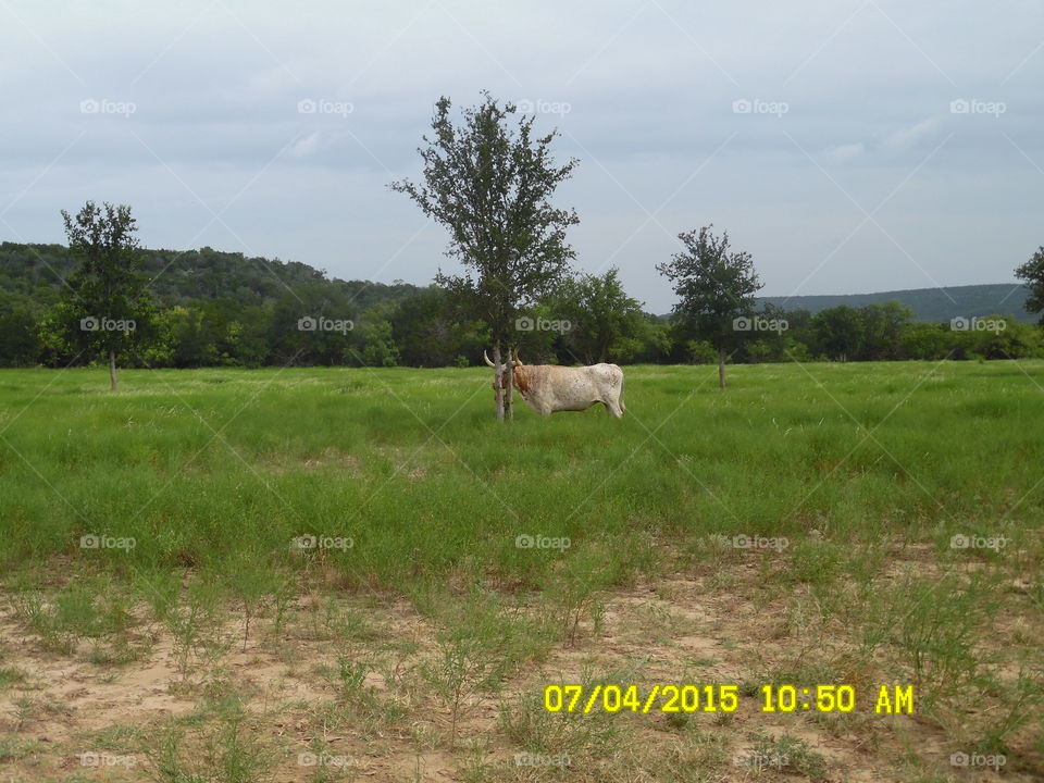 Bull means business. This bull that I photographed was not in the mood for any pictures taken so he moved out to the tree 🎄