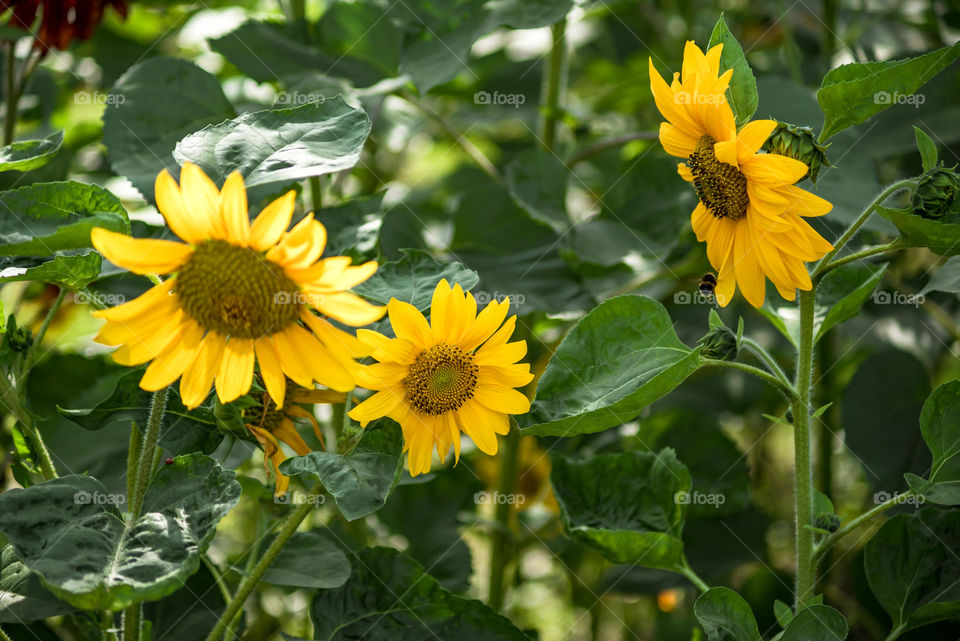 sunflowers bees and bumblebees