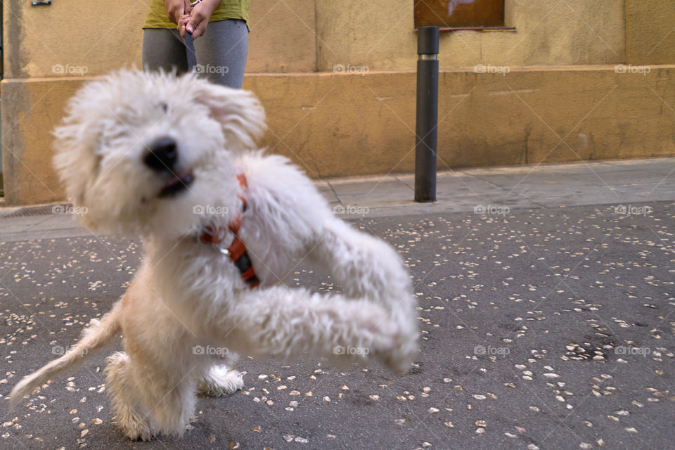 Primeros paseos de un cachorro