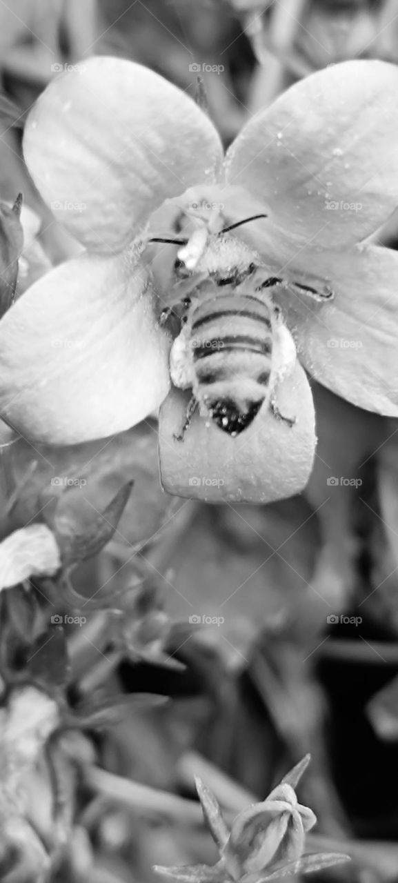 Bee and bumblebee foraging