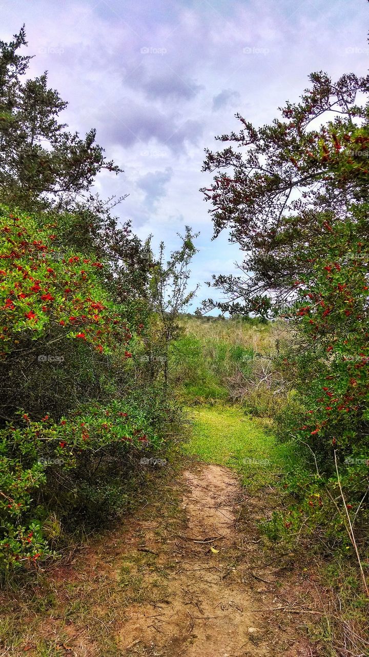 nature trail path 