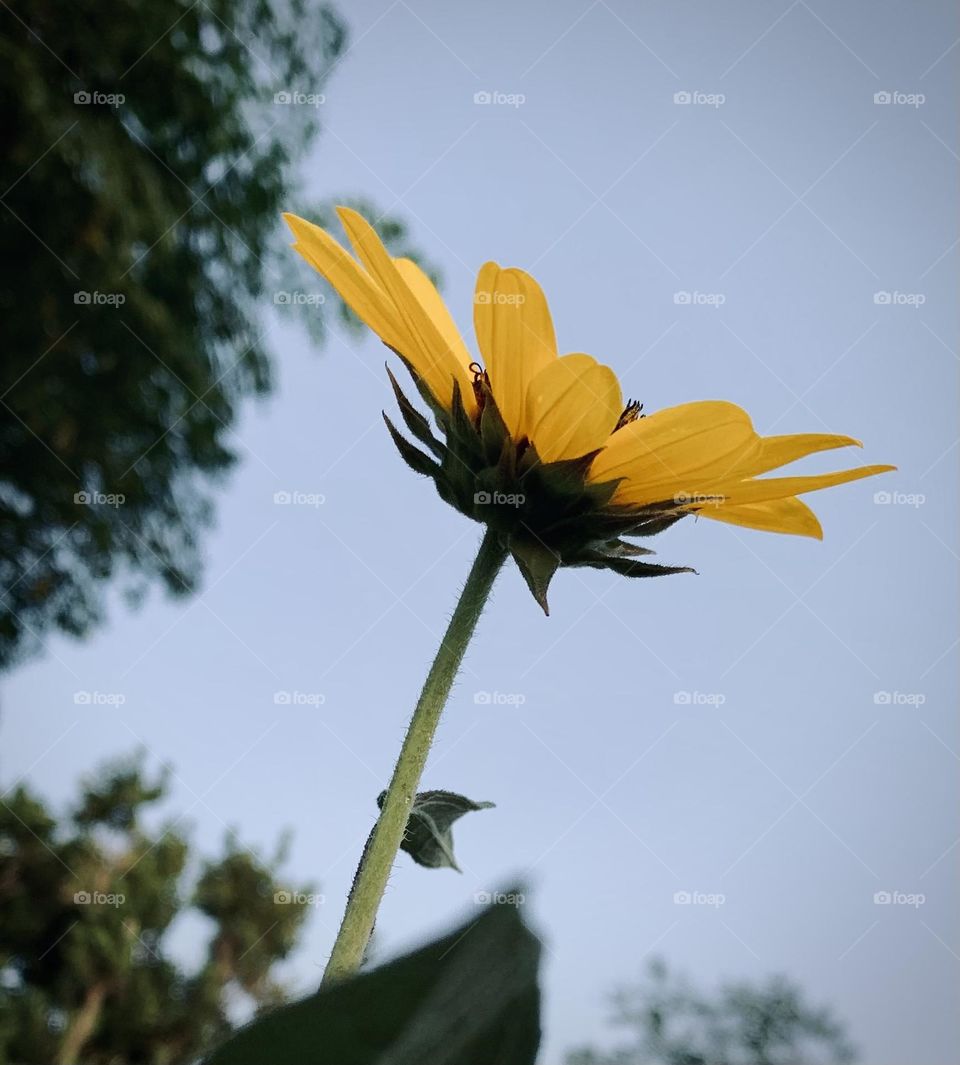 SunFlower UpRight to The Sky 