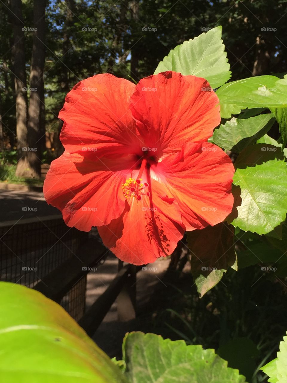 Flower at the Cape May County Zoo, NJ