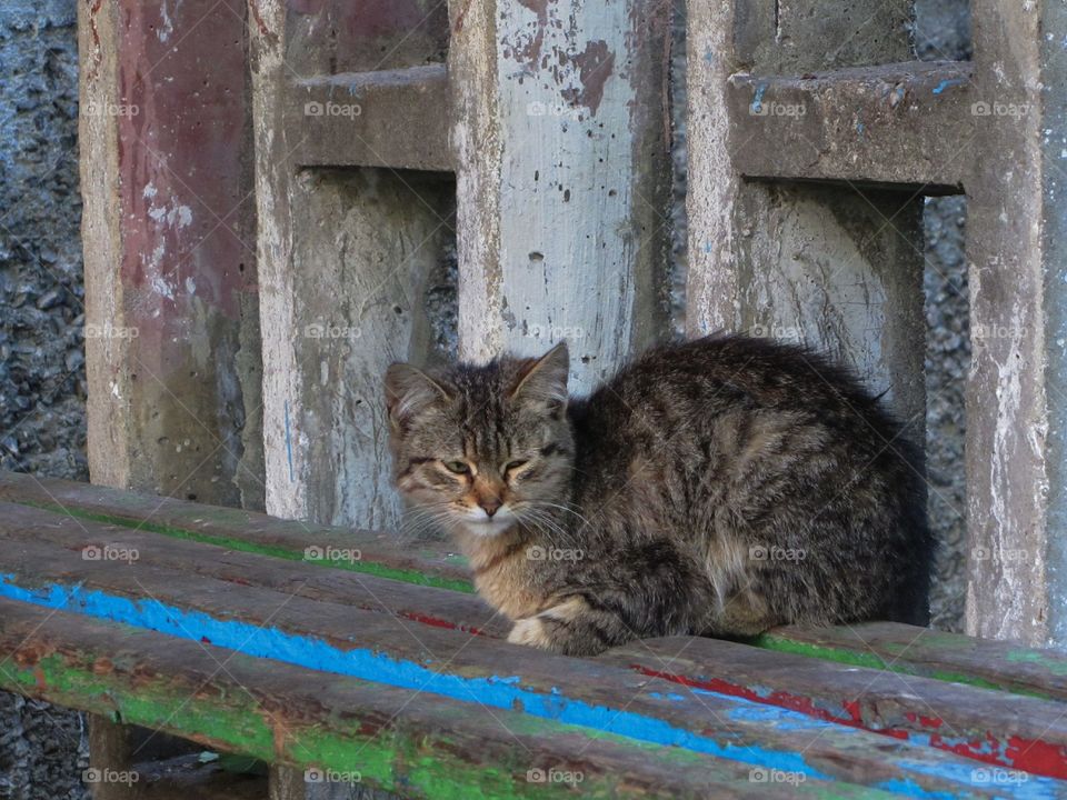 cat on the bench