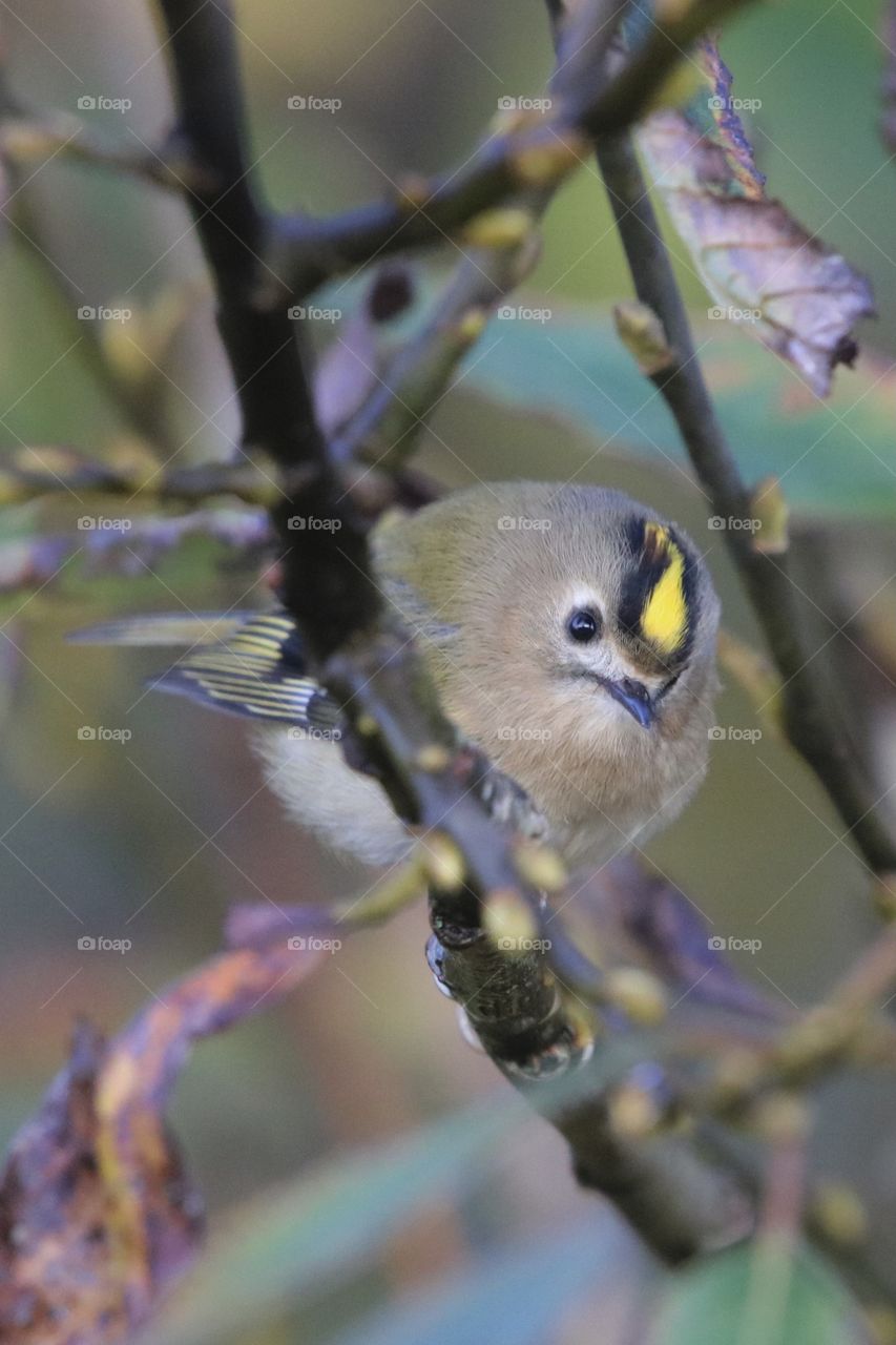 Goldcrest 