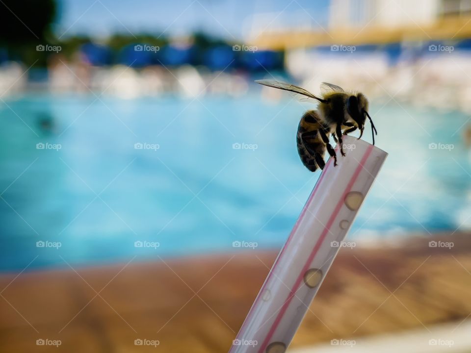 bee in a soda straw