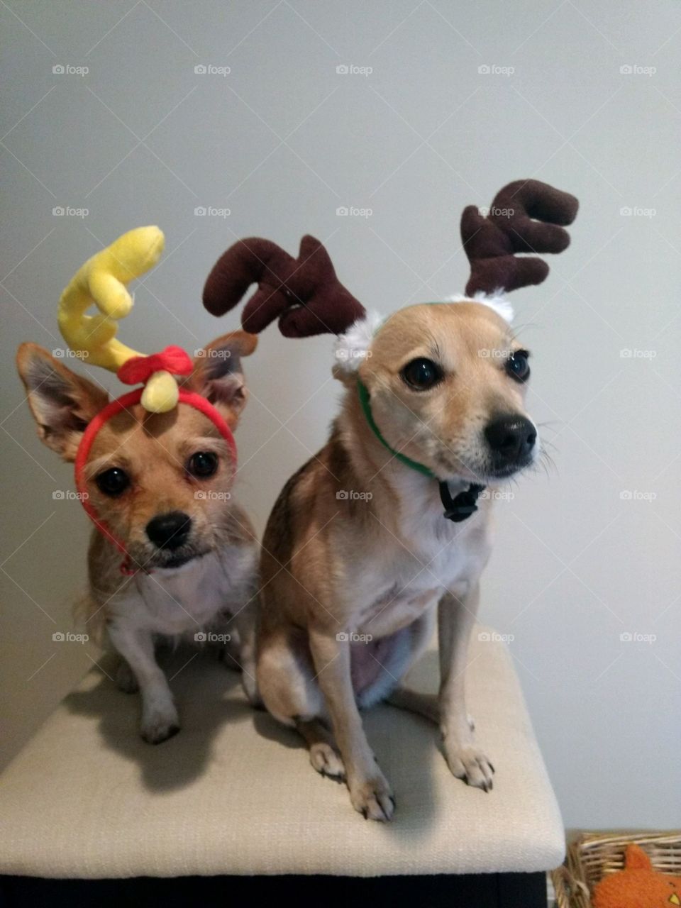 Merry Xmas reindeer puppies 