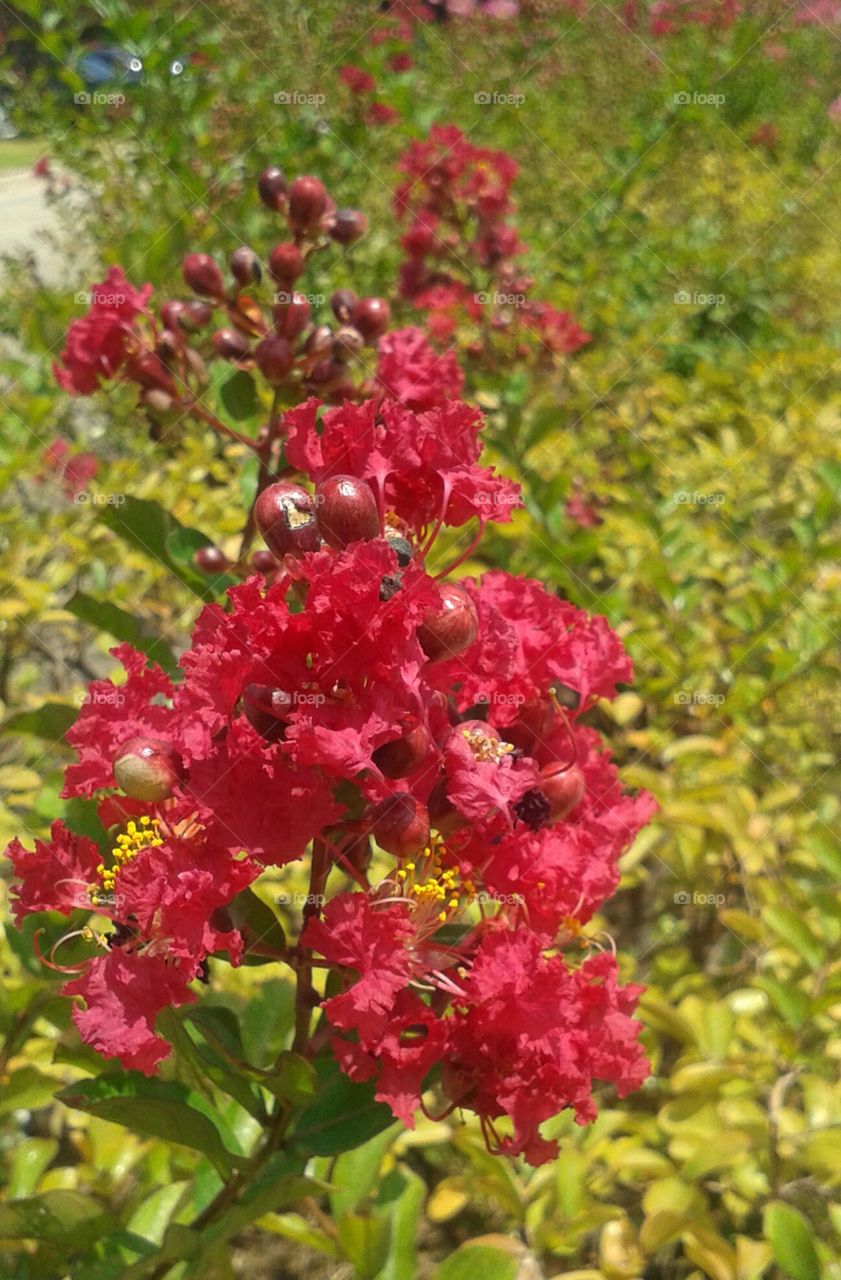Nature, Flower, Flora, Leaf, Garden