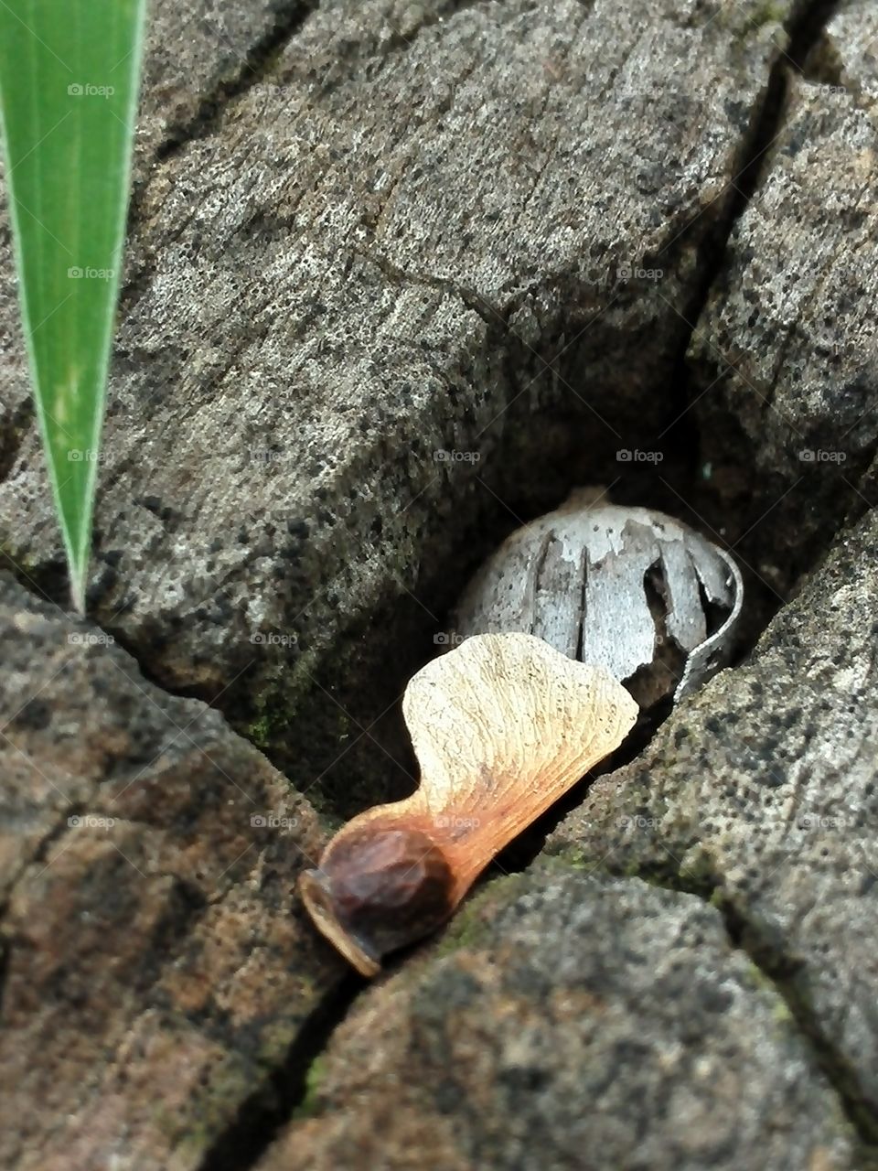Maple seed on a stump