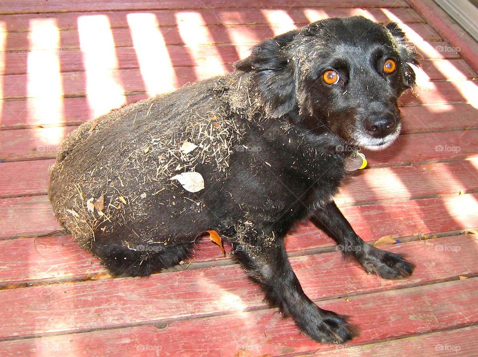 Extremely dirty dog