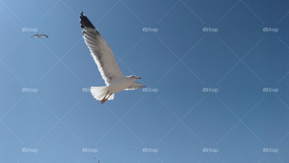 magic flying  seagull bird in blue sky.