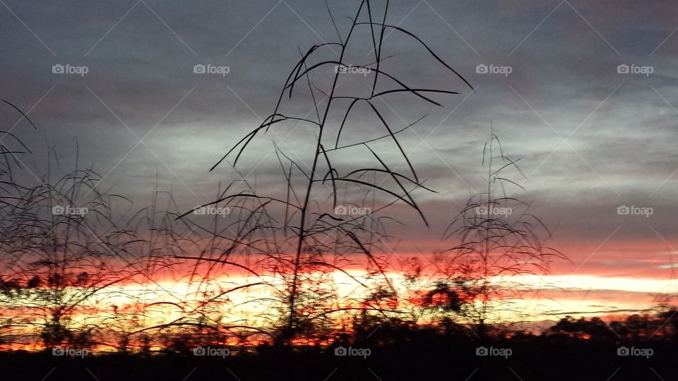 Florida Sunset through wild grass