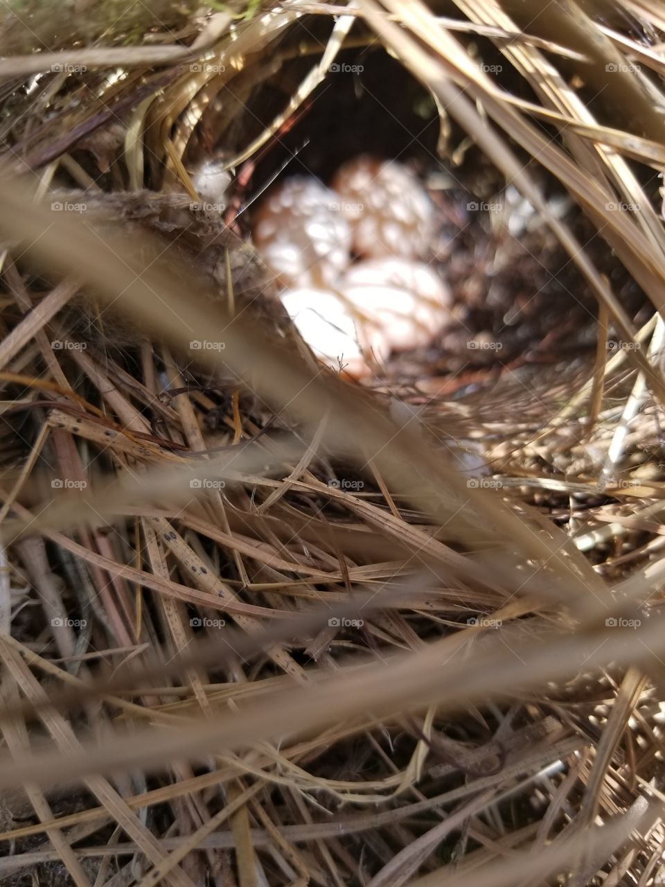 bird eggs