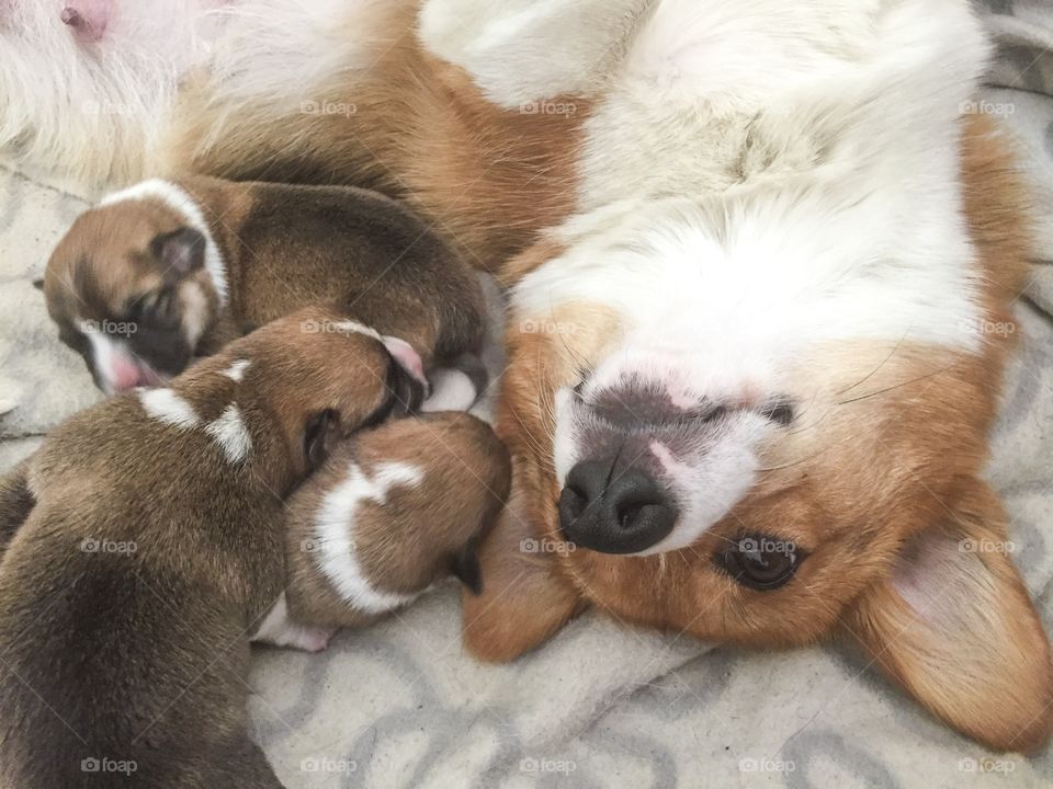 A corgi mum with her puppies