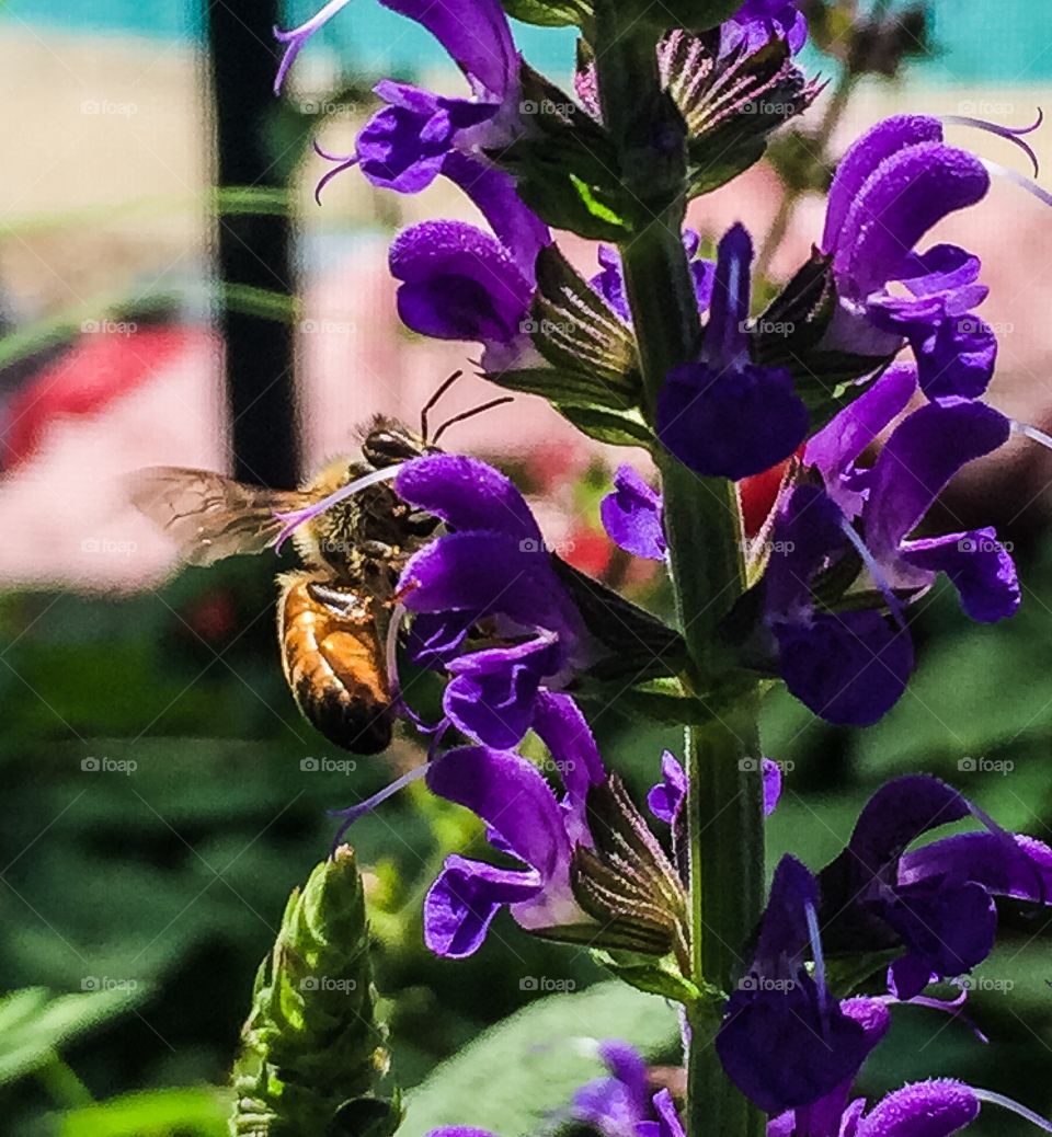 Bee at Work