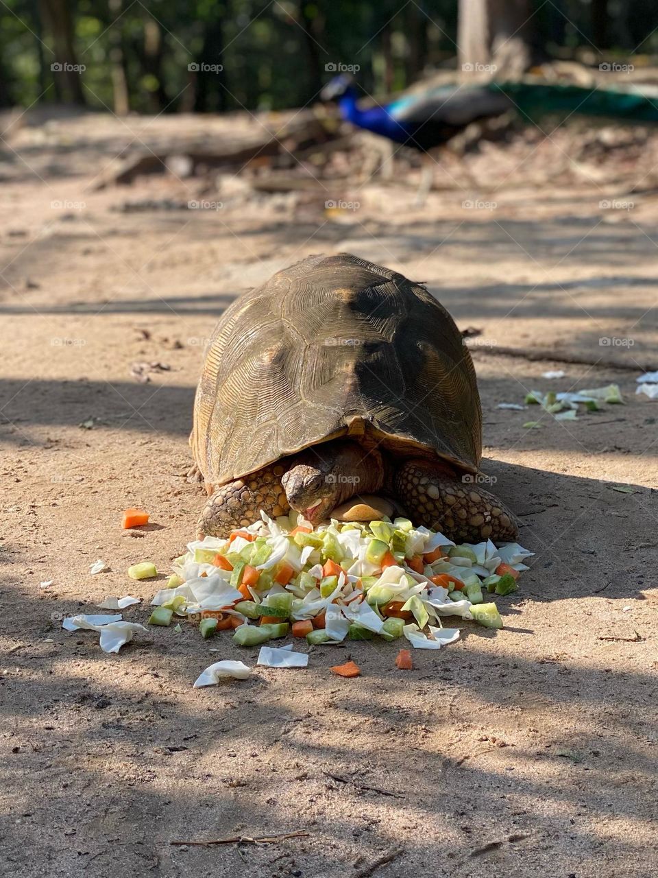 Big tortoise in Zanzibar 