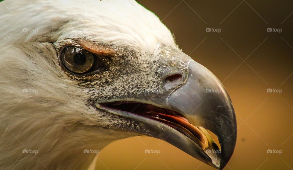 eagle close up