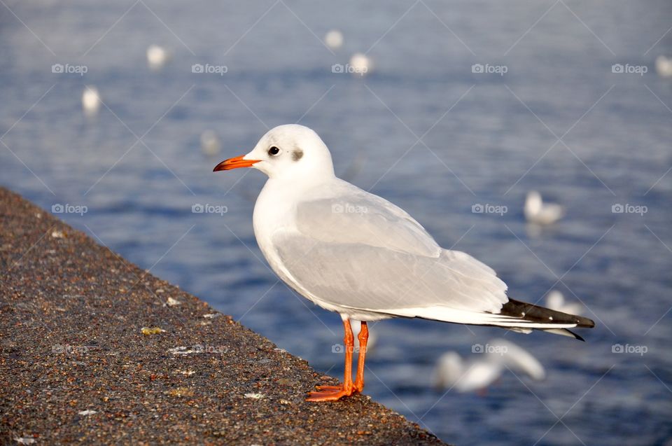 Seagulls perching on rock at sea