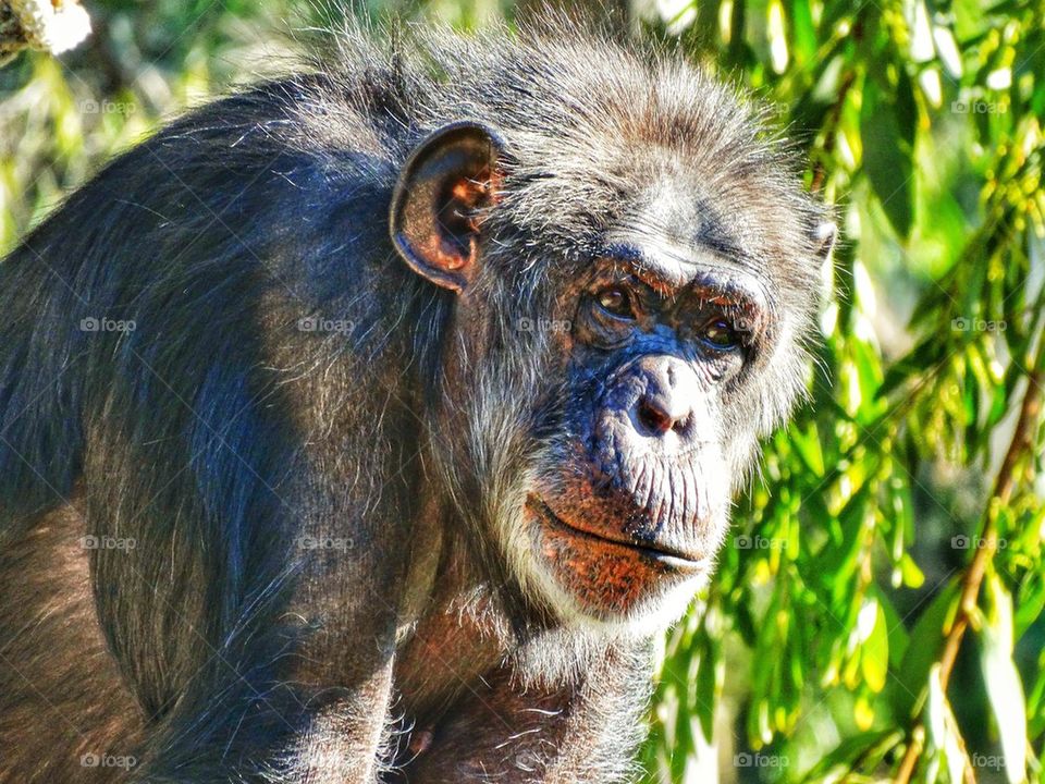 Pensive Chimpanzee. Chimpanzee Staring At The Camera
