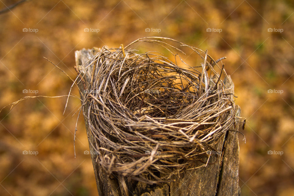 birds nest. birds nest
