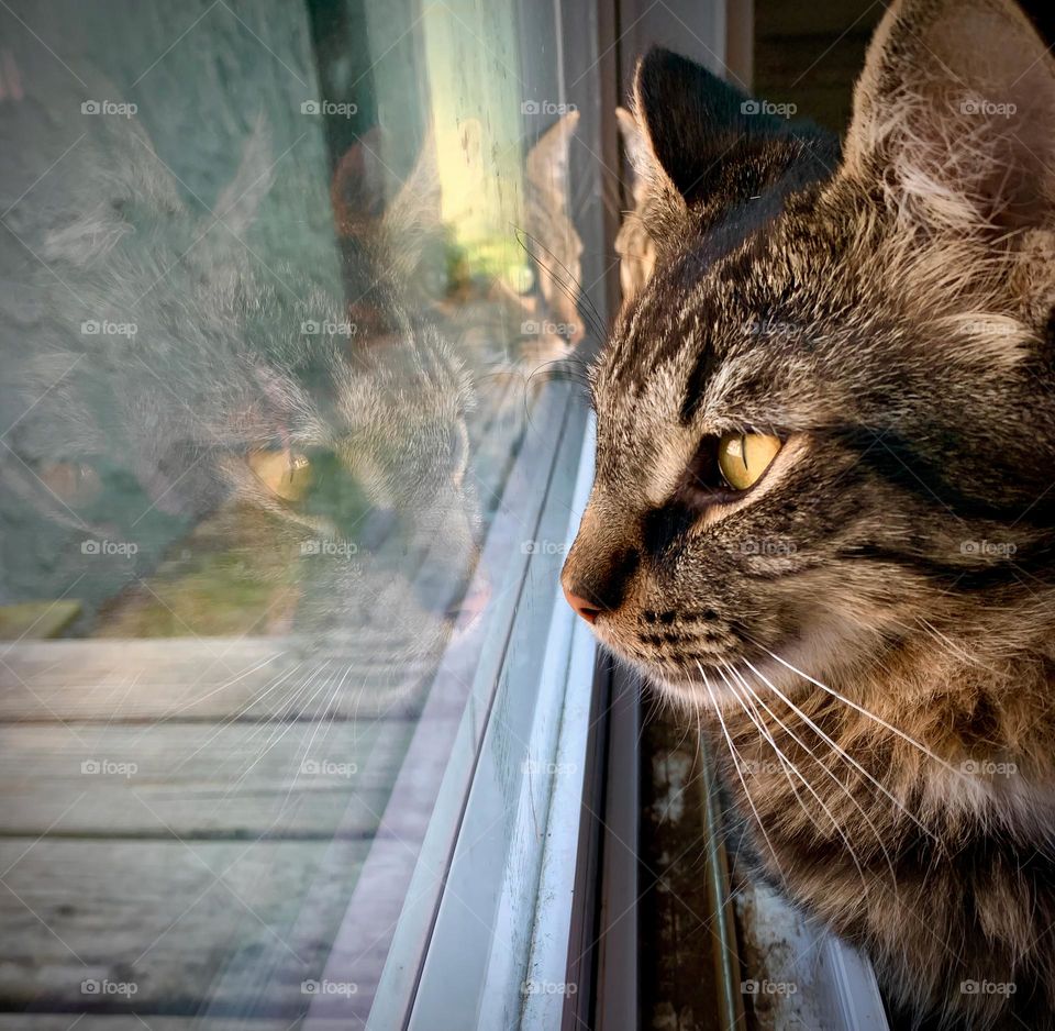 Older Kitten Maine Coon Mix Sitting By Another Cat Both Looking Outside Through The Glass Door With Their Faces Reflection.